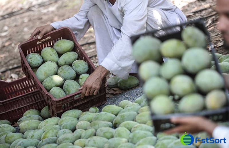 images/1657787749680mango sorting machine.jpg
